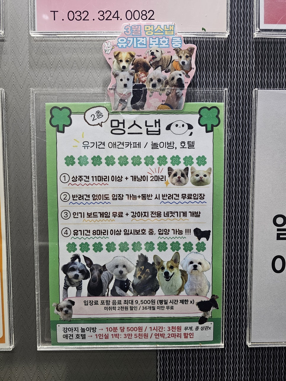 부천 멍스냅 애견카페: 유기견 교감 & 입장료 후기 — 사진 2