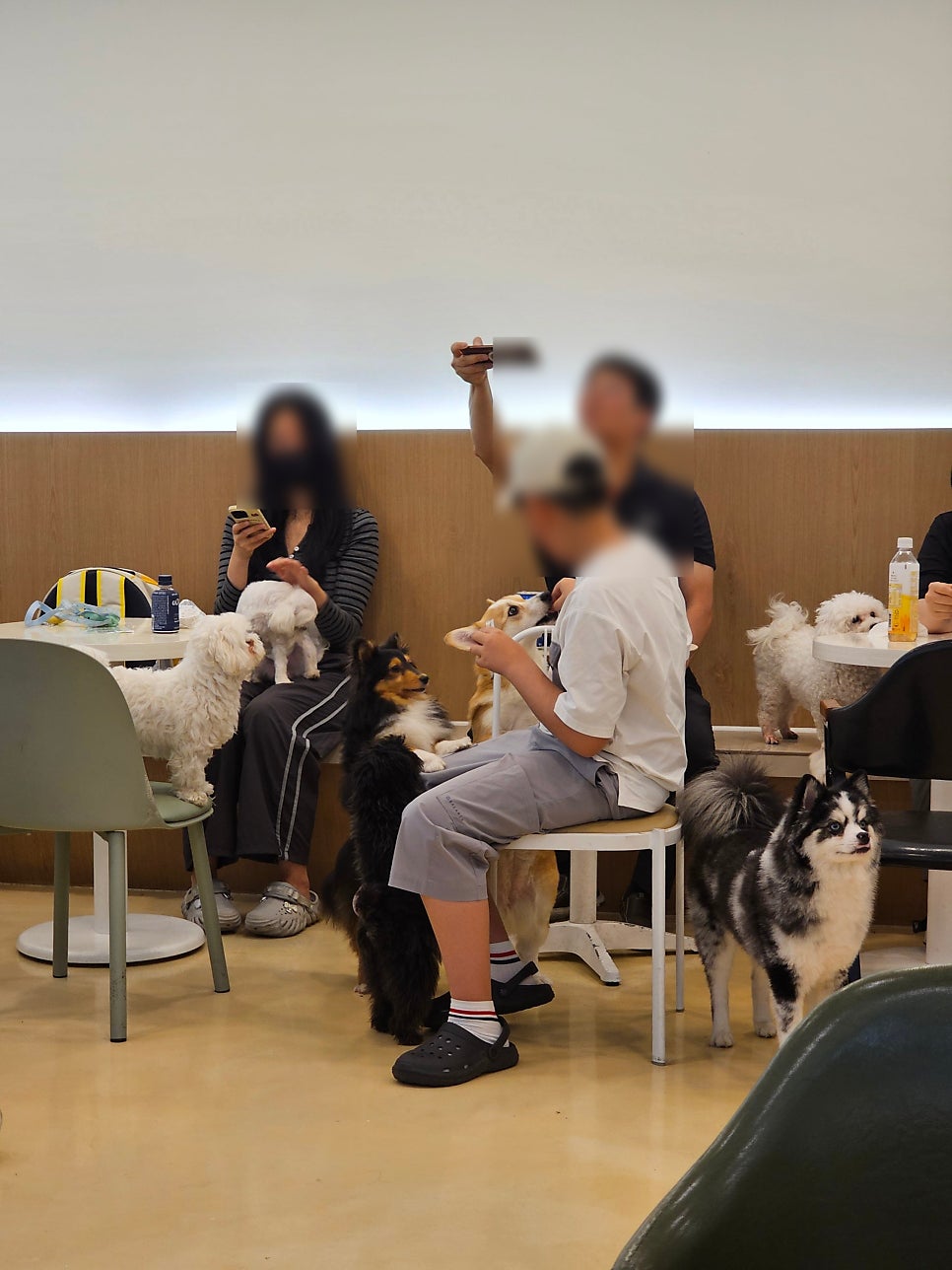 부천 멍스냅 애견카페: 유기견 교감 & 입장료 후기 — 사진 7