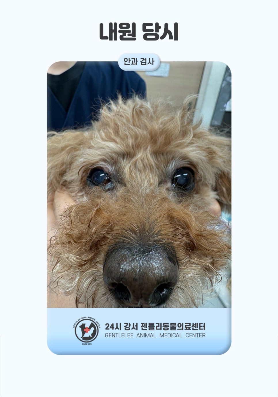 강아지 급성 녹내장 응급치료, 화곡동물병원 비용과 후기 — 사진 4