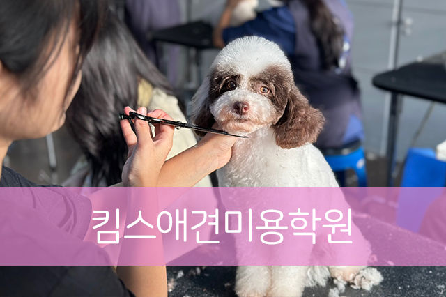송파 애견미용학원, 실전 중심 커리큘럼으로 전문가 되기