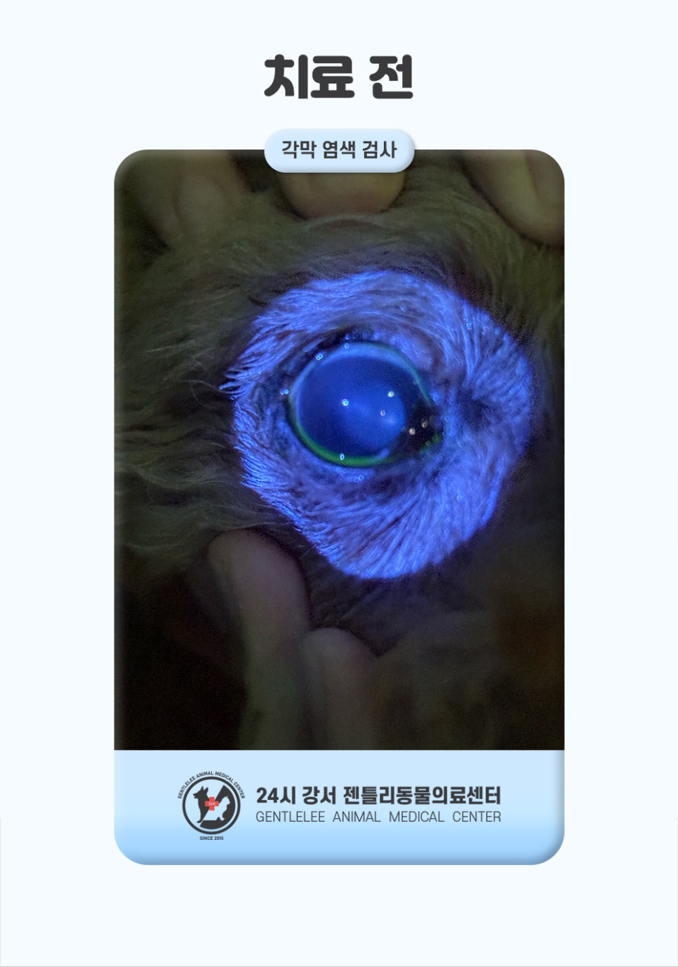 강아지 급성 녹내장 응급치료, 화곡동물병원 비용과 후기 — 사진 6