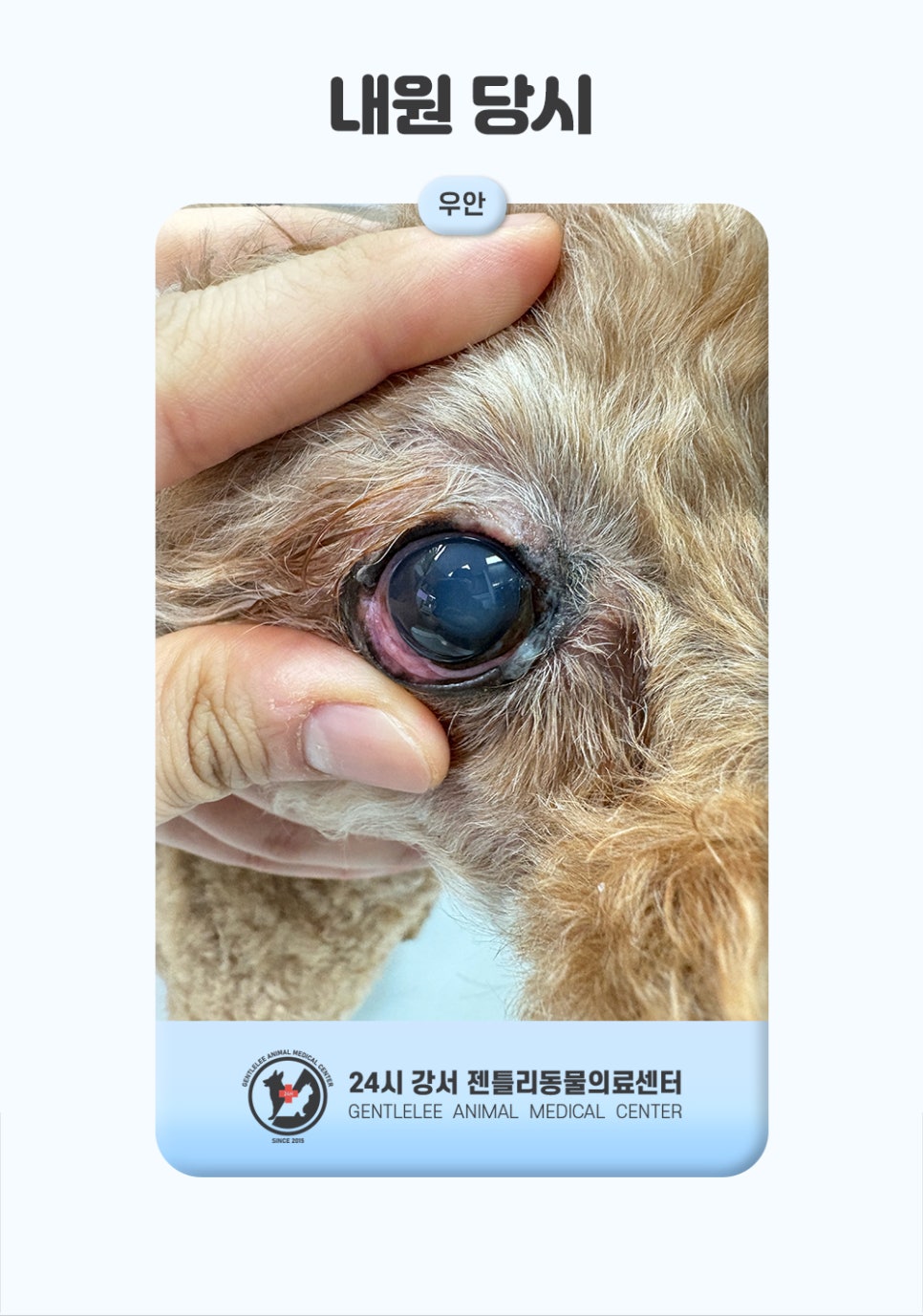강아지 급성 녹내장 응급치료, 화곡동물병원 비용과 후기 — 사진 2