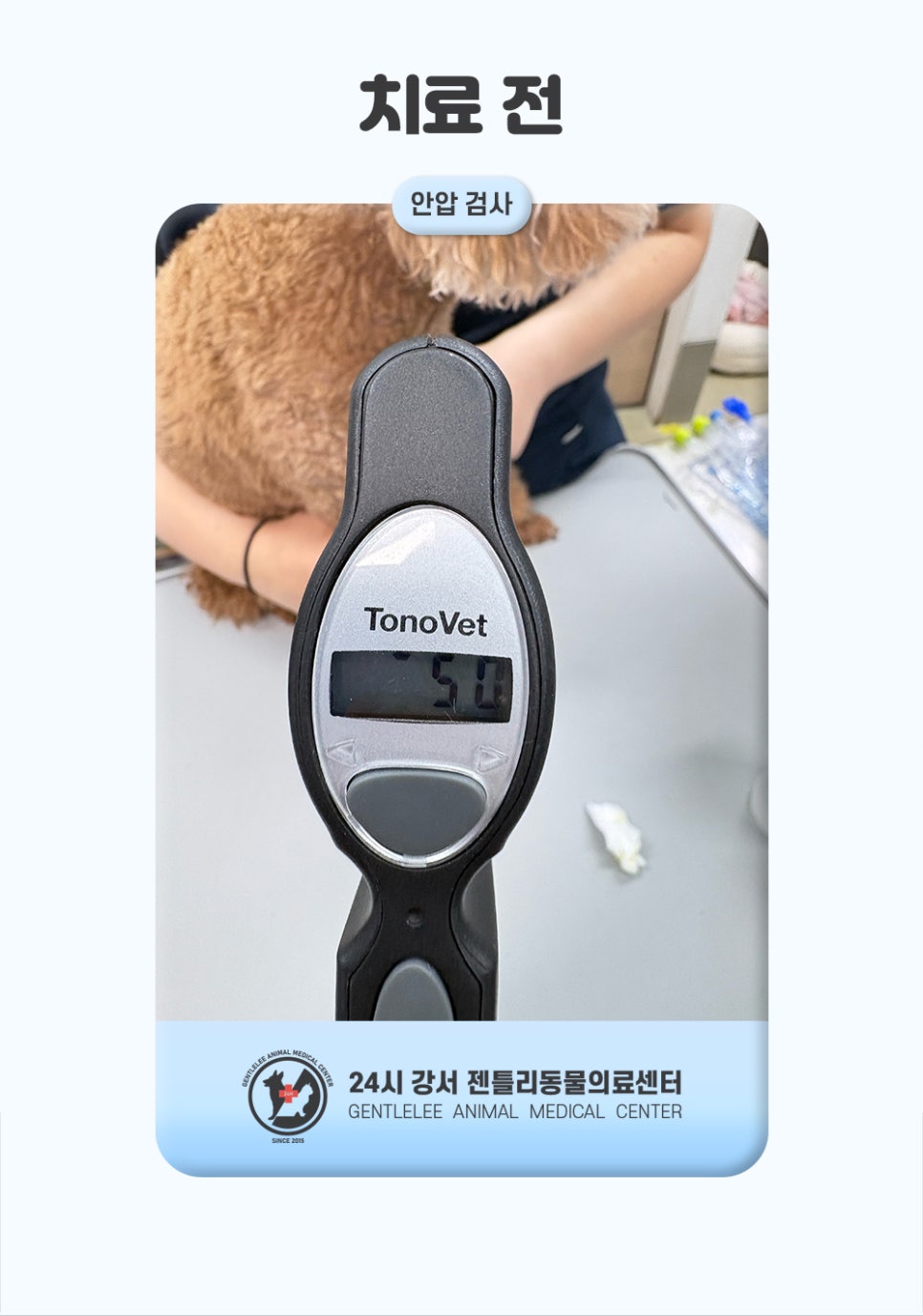 강아지 급성 녹내장 응급치료, 화곡동물병원 비용과 후기 — 사진 5