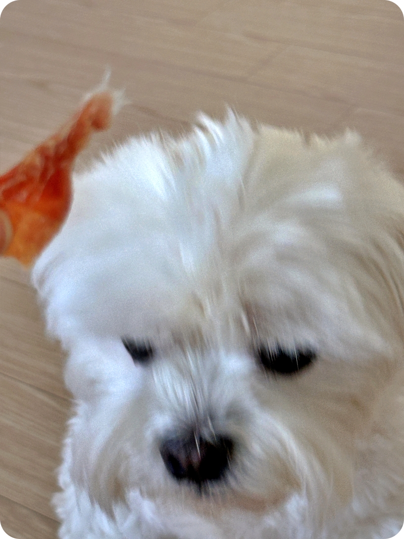 강아지 수제간식, 까다로운 입맛도 사로잡는 비결 — 사진 11