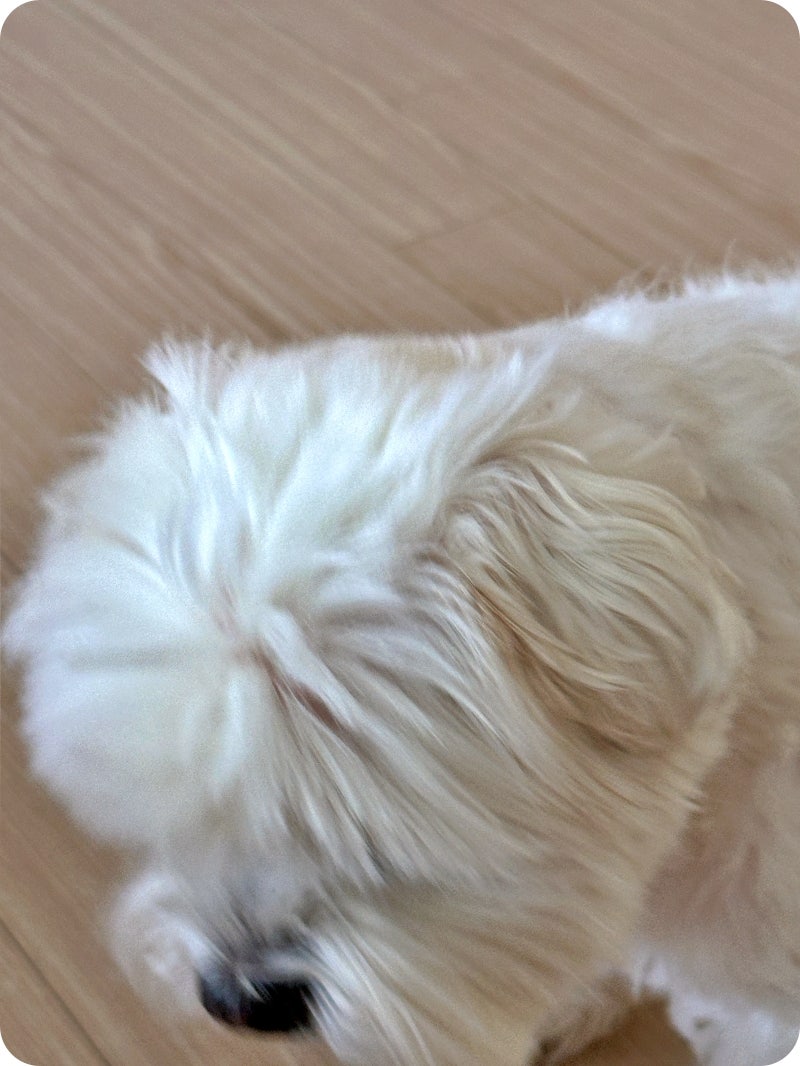 강아지 수제간식, 까다로운 입맛도 사로잡는 비결 — 사진 10