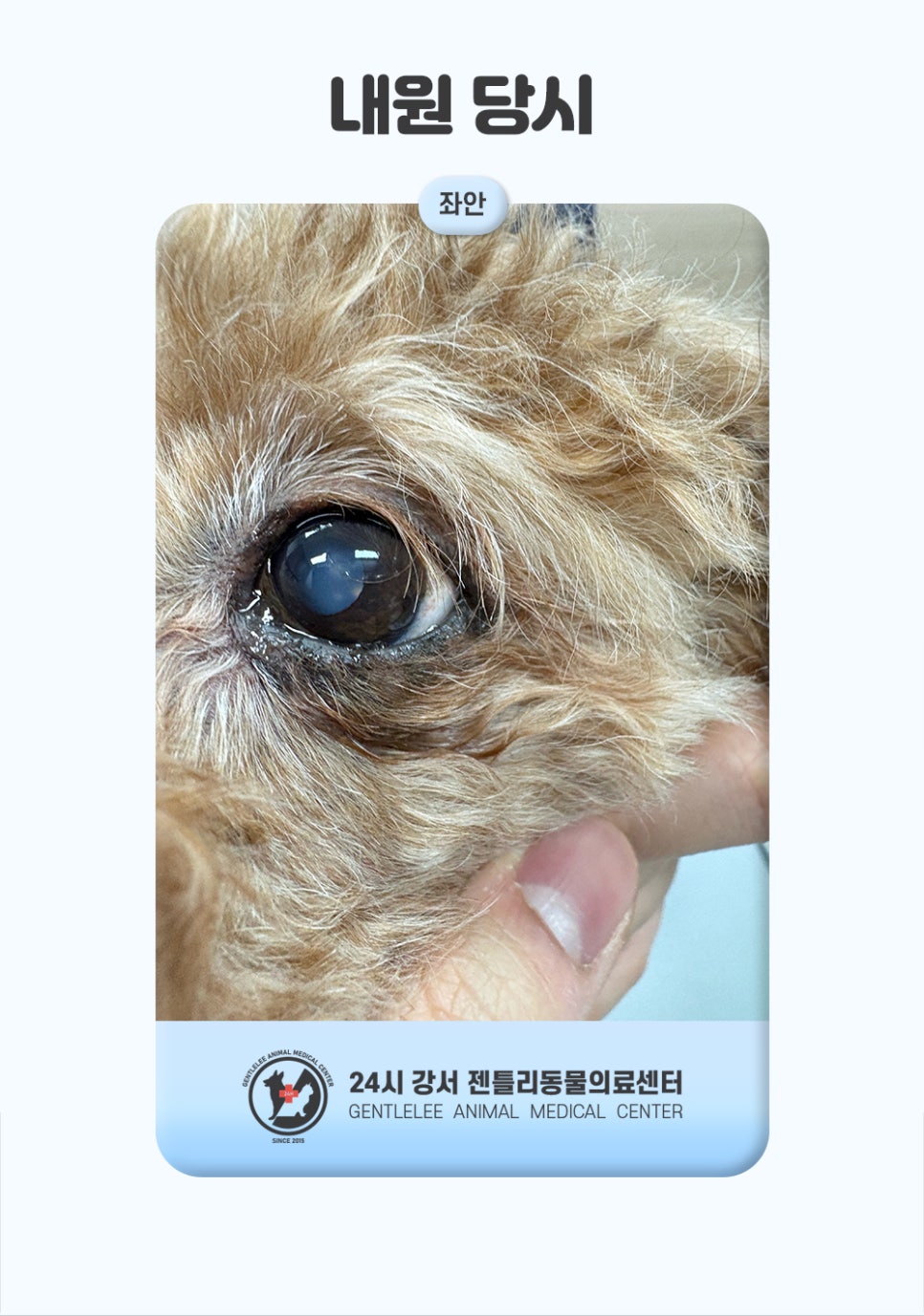 강아지 급성 녹내장 응급치료, 화곡동물병원 비용과 후기 — 사진 3