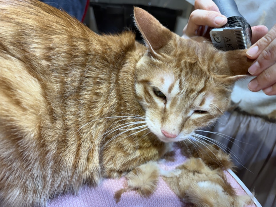 대구 고양이 무마취 미용, 코숏 치즈냥이 털 관리 후기 — 사진 2
