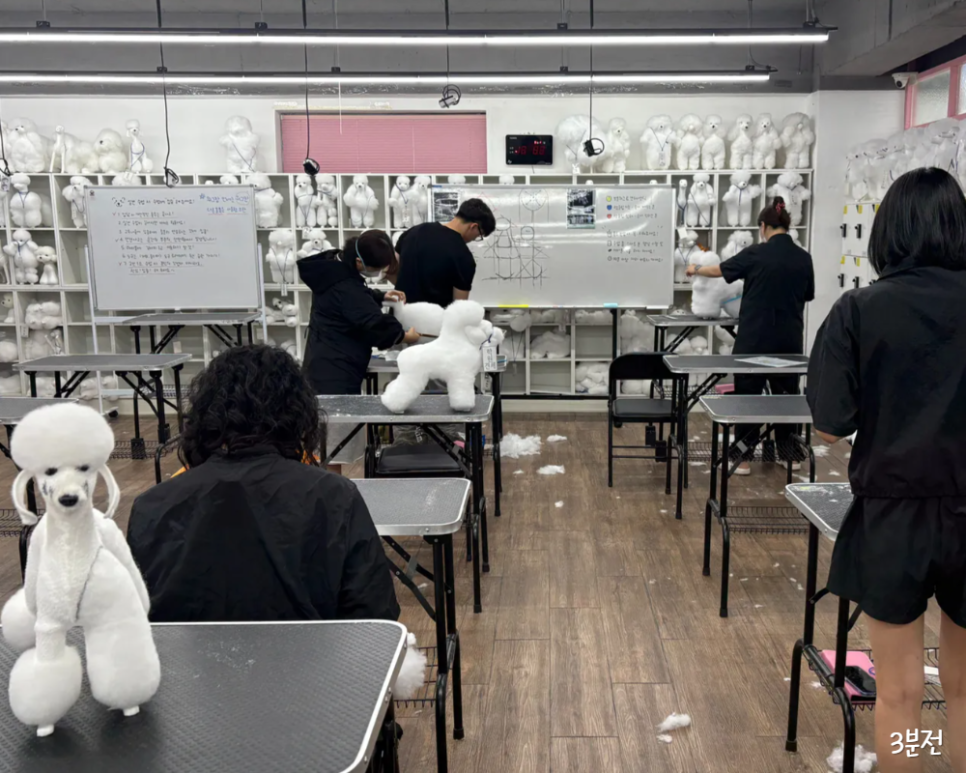 노원 애견미용학원 선택 가이드: 8개월차 예비 미용사의 현실 조언