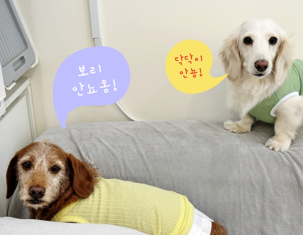 분리불안 강아지 애견유치원 적응기: 뭉개구름 솔직 후기 — 사진 5