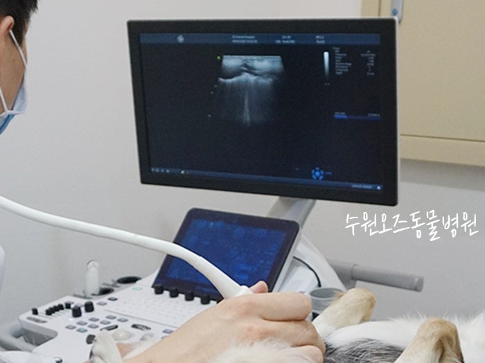 수원 쿠싱증후군 강아지 LDDST 검사 후기 및 비용 안내 — 사진 2