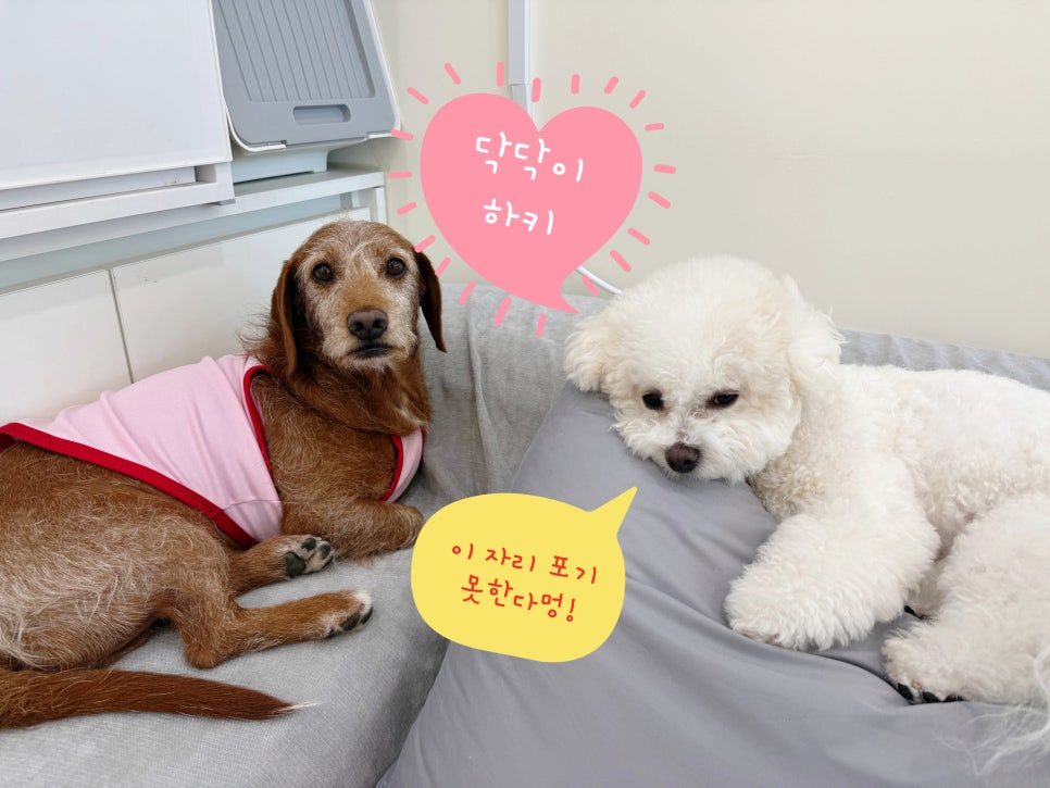 분리불안 강아지 애견유치원 적응기: 뭉개구름 솔직 후기 — 사진 8