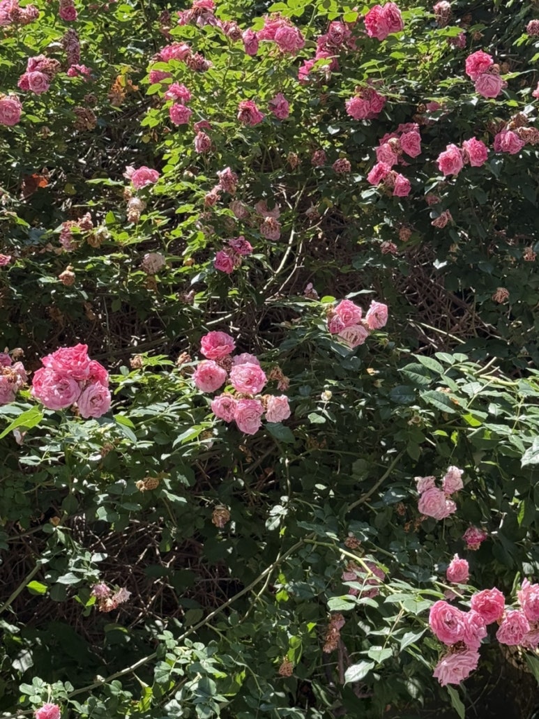 본비케이크 사진 2