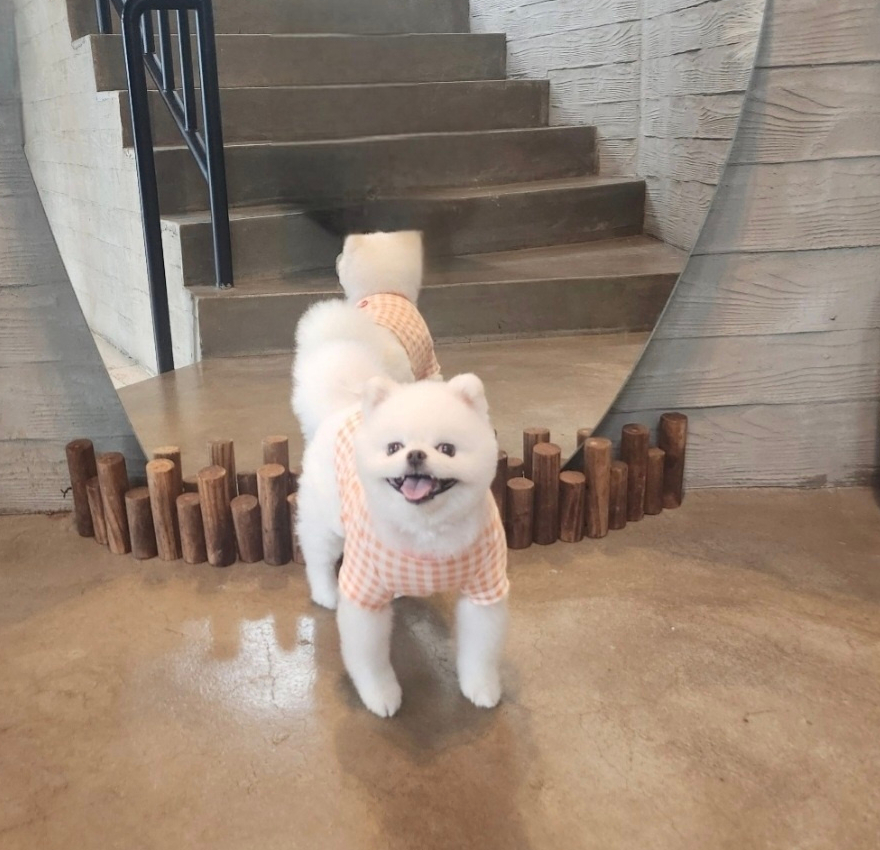 강아지 외이도 적출 수술, 대구 범어동물병원 비용 및 후기 — 사진 3