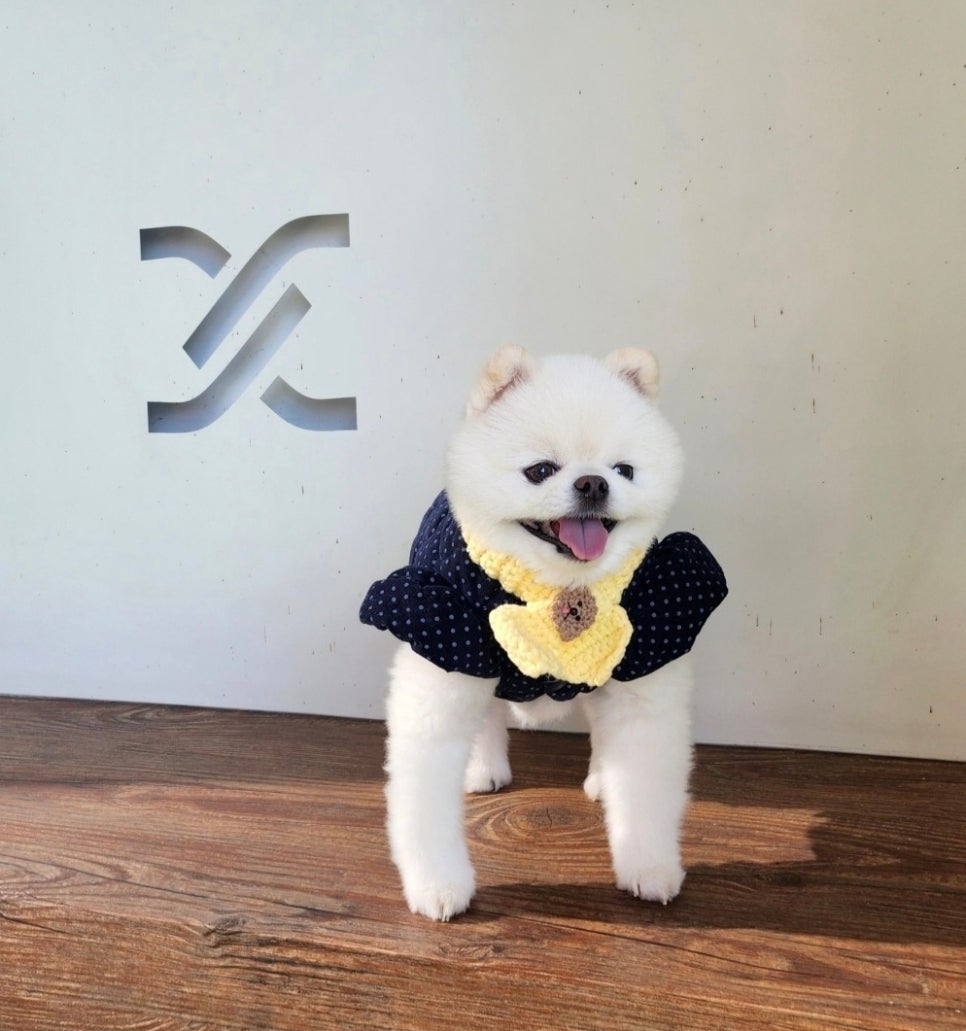 강아지 외이도 적출 수술, 대구 범어동물병원 비용 및 후기 — 사진 5