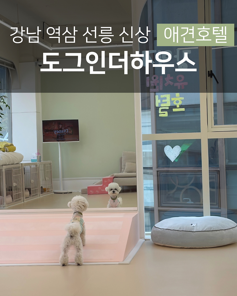 강남 애견호텔 도그인더하우스 호텔링 후기