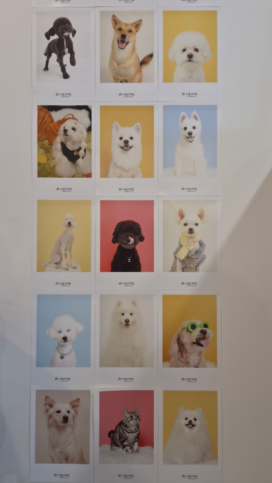 부평 강아지 사진관 스냅스타일, 찐빵이 인생샷 후기 — 사진 8