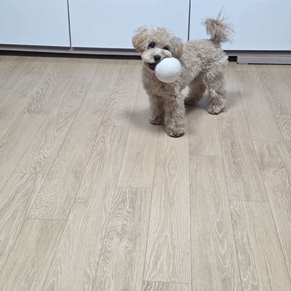 말티푸 곰돌이컷, 경기광주 애견미용 재방문 후기 — 사진 15