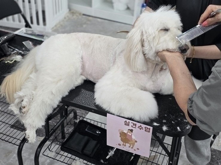 수원 애견미용학원, 직장인 야간반 상담 후기 — 사진 7