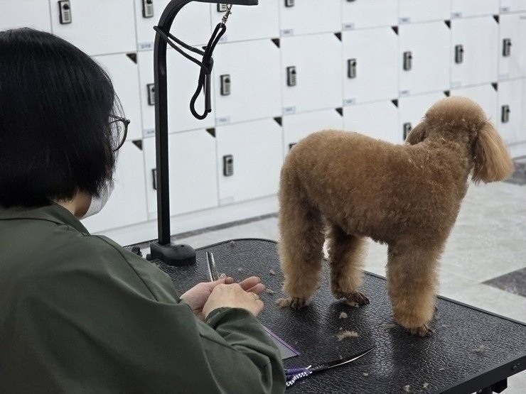 수원 애견미용학원, 직장인 야간반 상담 후기 — 사진 9
