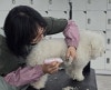 노원 애견미용학원, 직장인 위한 맞춤 커리큘럼 상담 후기 — 사진 6