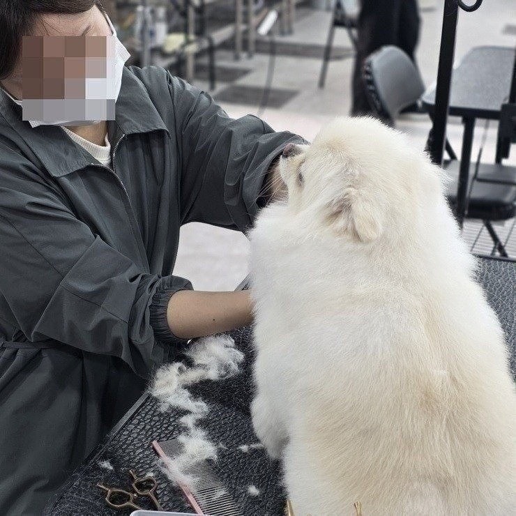 노원 애견미용학원, 직장인 위한 맞춤 커리큘럼 상담 후기