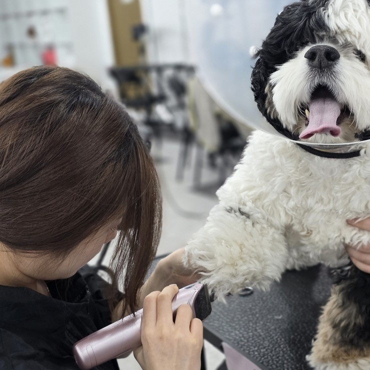 동탄애견미용학원 6개월 만에 자격증 취득 후기 — 사진 14