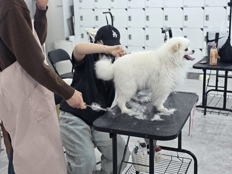 수원 애견미용학원, 직장인 야간반 상담 후기 — 사진 8