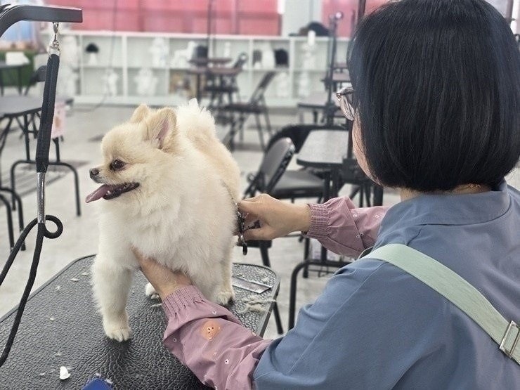 수원 애견미용학원, 직장인 야간반 상담 후기 — 사진 2