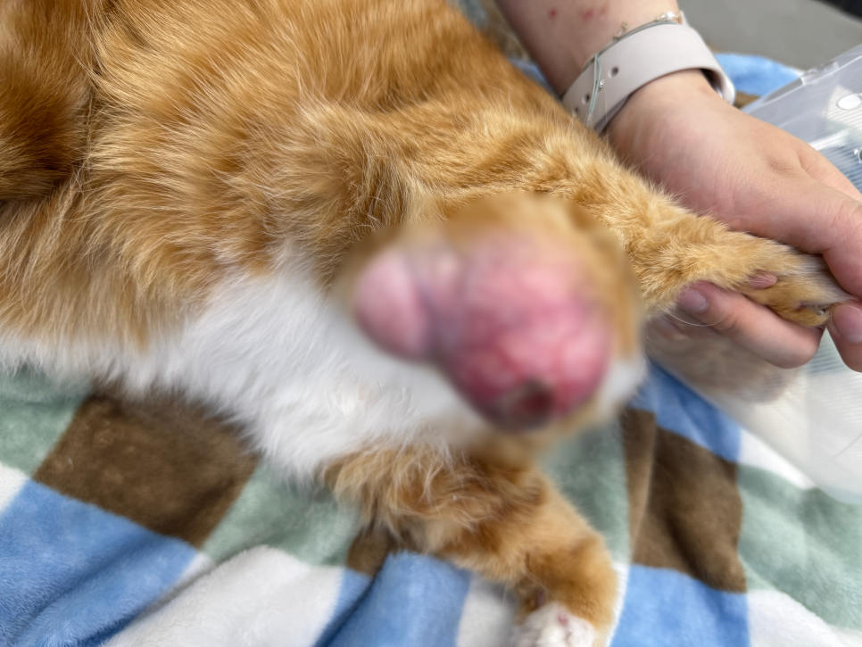 강릉 속초 고양이 종양 재발 수술, CT 정밀 진단 후기 — 사진 3