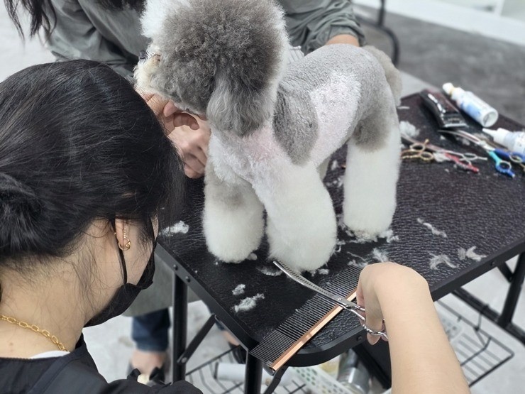 수원애견미용학원, 합리적 비용으로 시작한 솔직 후기 — 사진 2