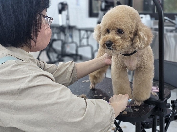 노원애견미용학원: 100% 가정견 실습으로 실력 키우기 — 사진 9