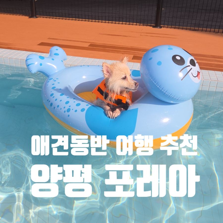 양평 포레아 애견펜션: 강아지 동반 완벽 후기