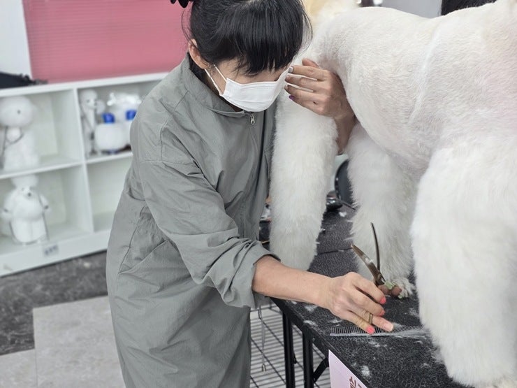 노원애견미용학원: 100% 가정견 실습으로 실력 키우기 — 사진 3