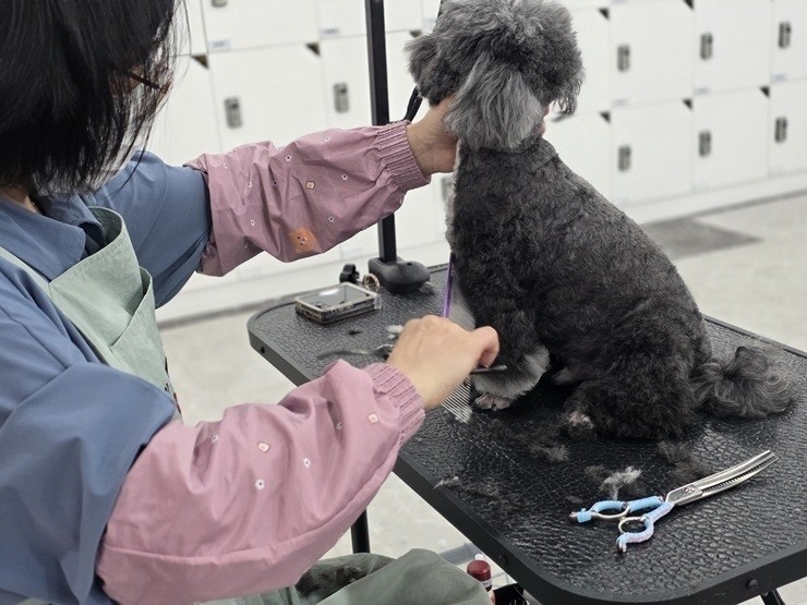 수원애견미용학원, 합리적 비용으로 시작한 솔직 후기 — 사진 3