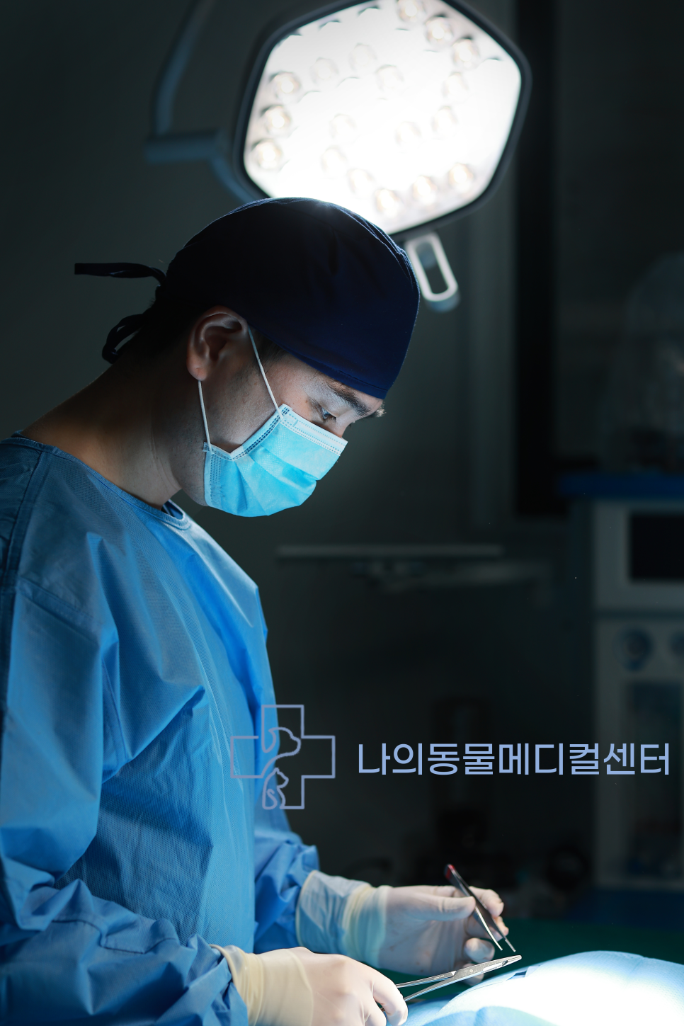 강릉 속초 고양이 종양 재발 수술, CT 정밀 진단 후기 — 사진 2