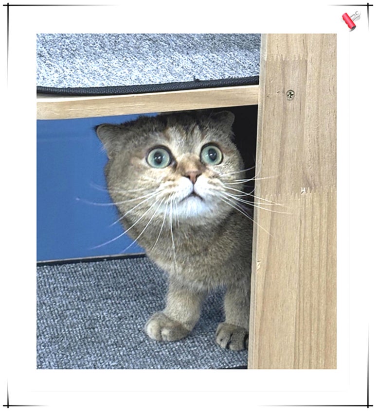 고양이 인천 고양이 입양, 아이조아보호소에서 새 가족 만나기