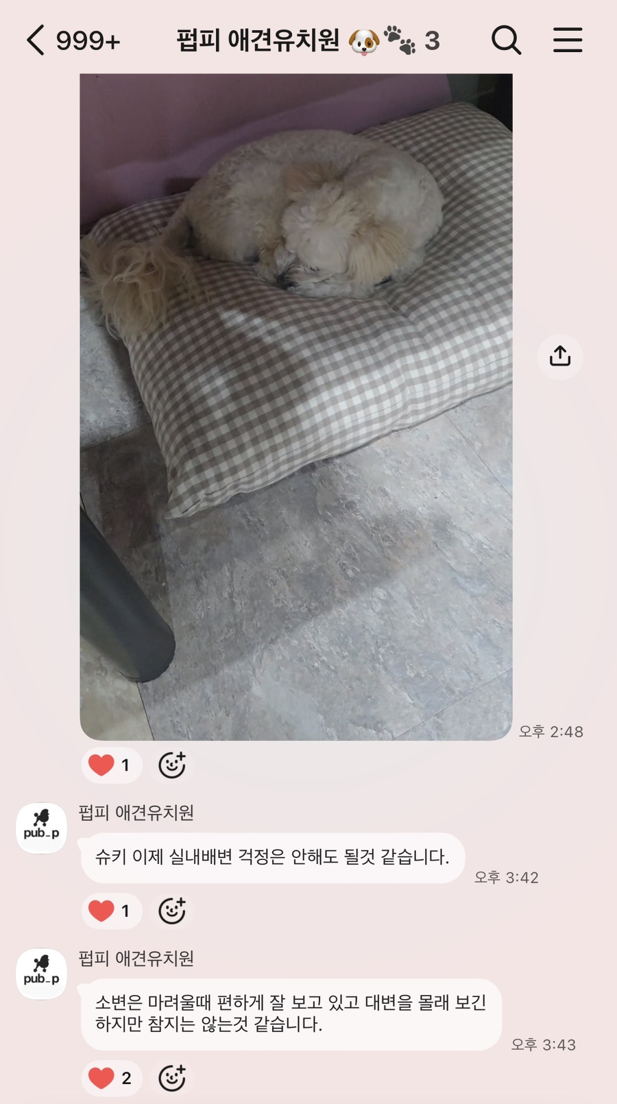 안양 애견유치원 펍피, 내 아이를 위한 선택 — 사진 6