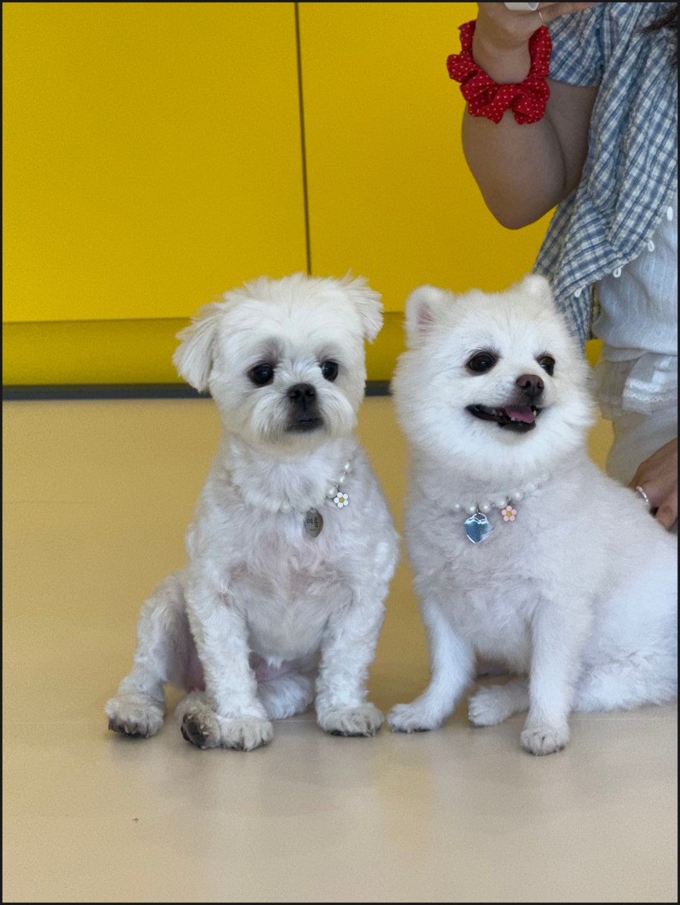 광주 강아지 유치원, 퍼피토피아 첨단점 사회화 훈련 상담 후기