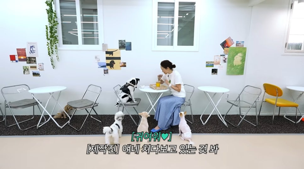 강남 애견카페 독스아일랜드 논현점, 넓은 공간과 전문 케어 — 사진 15