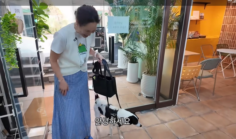 강남 애견카페 독스아일랜드 논현점, 넓은 공간과 전문 케어 — 사진 12