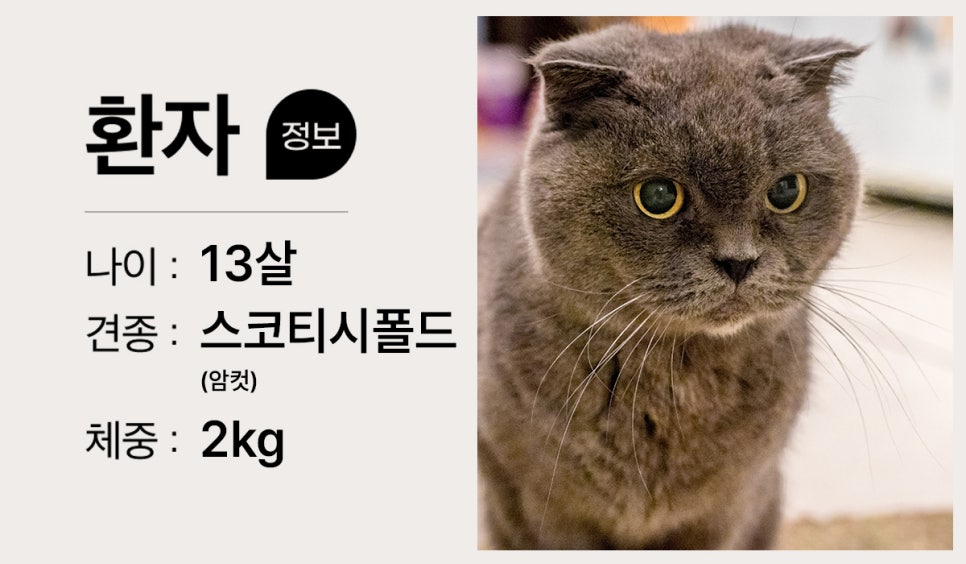 13살 고양이 자궁축농증 수술, 기력 저하와 분비물 원인 — 사진 2