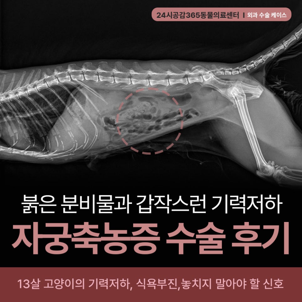 13살 고양이 자궁축농증 수술, 기력 저하와 분비물 원인