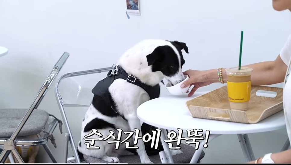 강남 애견카페 독스아일랜드 논현점, 넓은 공간과 전문 케어 — 사진 8