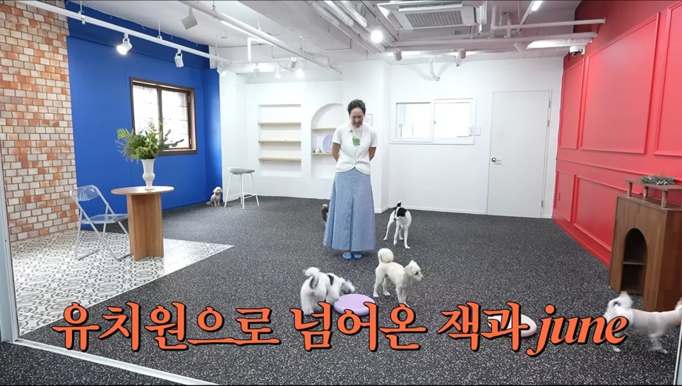 강남 애견카페 독스아일랜드 논현점, 넓은 공간과 전문 케어 — 사진 13