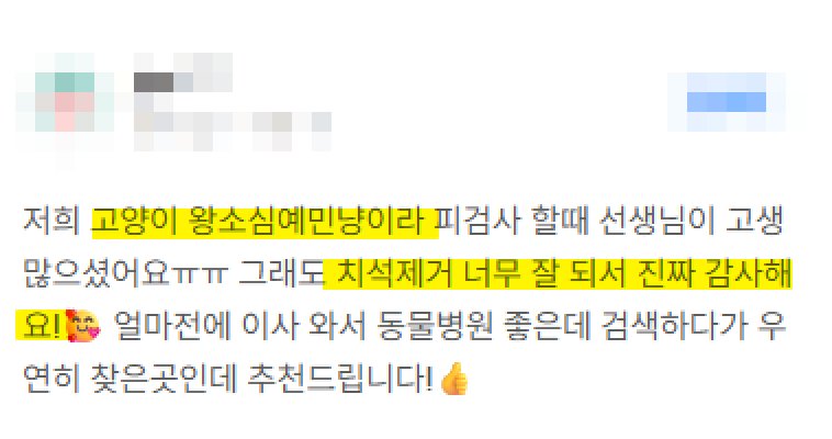 7살 강아지 잇몸 부음, 마취 스케일링 후기 — 사진 3