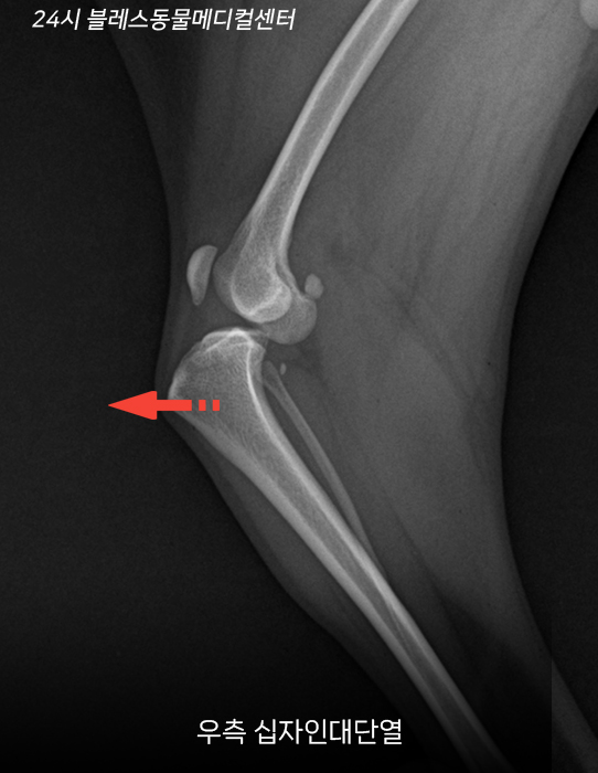 용인 24시 블레스동물병원, 강아지 십자인대파열 TPLO 수술 후기 — 사진 2