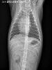 용인 24시 블레스동물병원, 강아지 십자인대파열 TPLO 수술 후기 — 사진 7