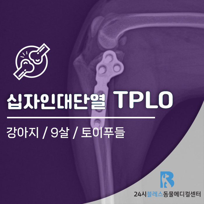용인 24시 블레스동물병원, 강아지 십자인대파열 TPLO 수술 후기