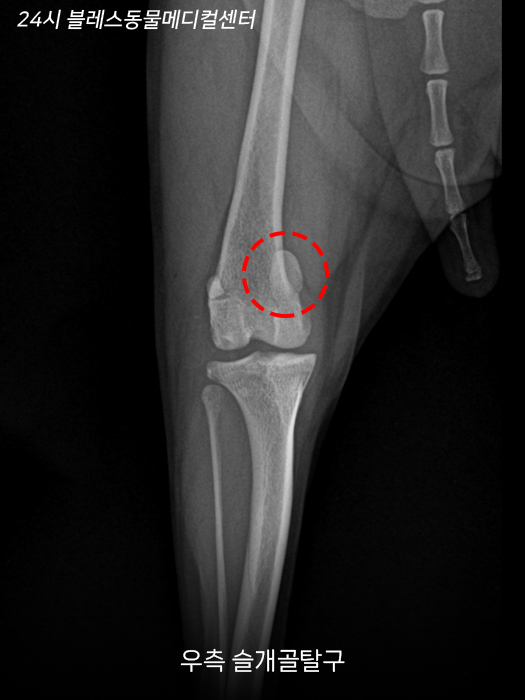 용인 24시 블레스동물병원, 강아지 십자인대파열 TPLO 수술 후기 — 사진 3