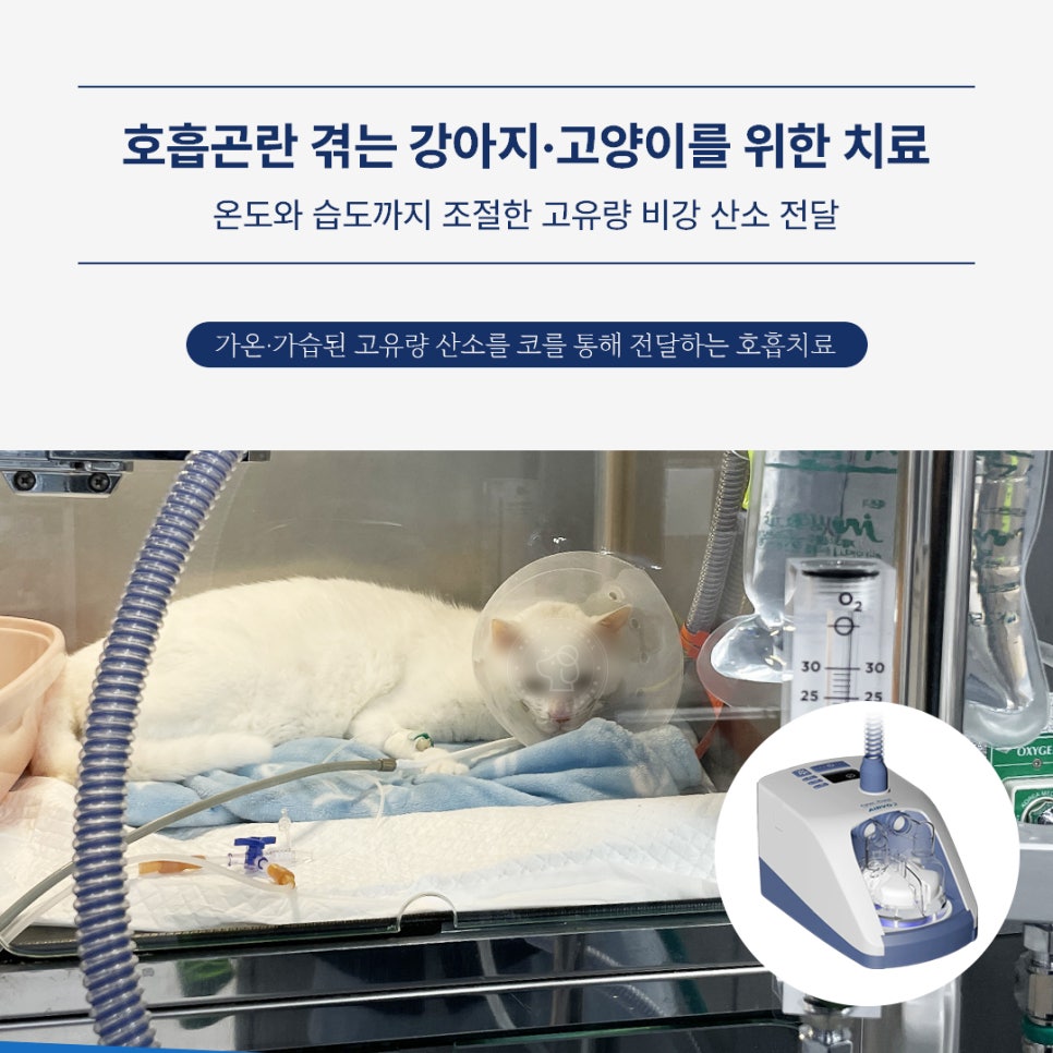 강아지 고유량 산소치료, HFNC로 호흡곤란 응급 회복 — 사진 2
